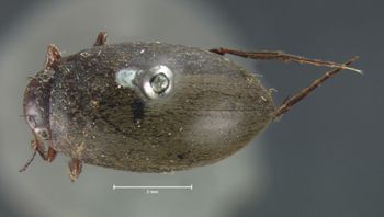 Media type: image;   Entomology 6030 Aspect: habitus dorsal view